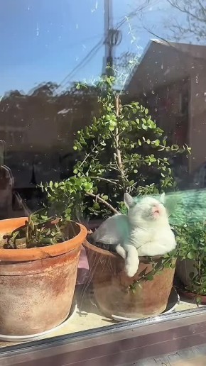 Начинаем утро с необычной солнечной ванны