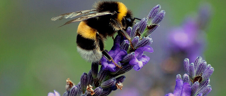 Лаванда: не только красота, но и защита вашего сада