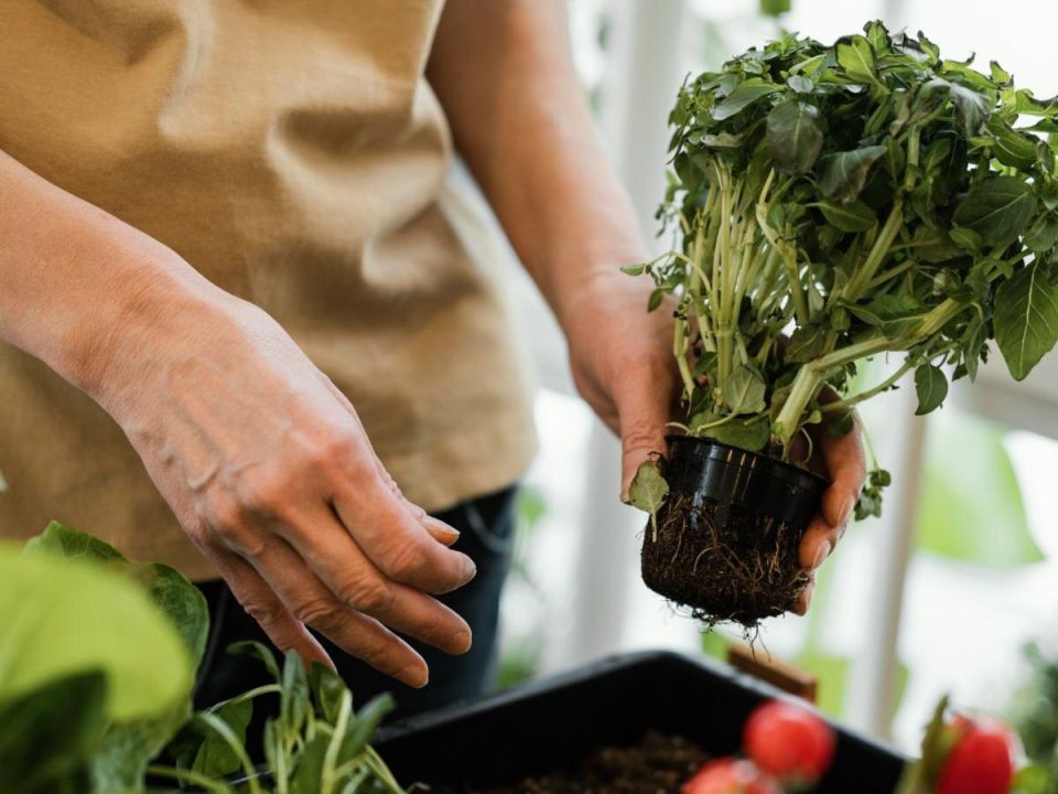 ��� ��� �������� ��������: ������� ��������� ����������