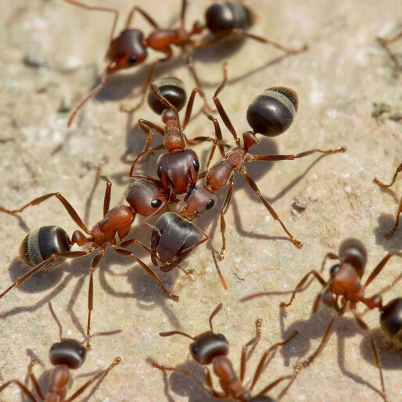 ������ ��� �������: ��� �������� ������ �� �������� � ���