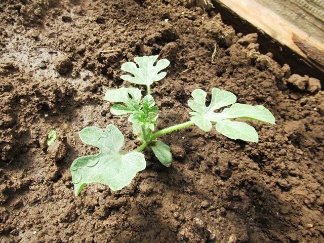 ������� ������� �������: ��� ��������� ��������� ������ � �������