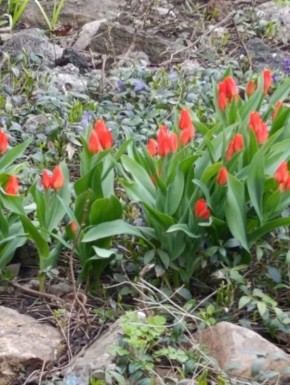 Доброе дождливое. А в Туле уже зацвели тюльпаны