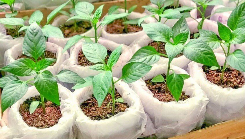 ������ �� ������: ��� �������� �������� ����� � ������� ������