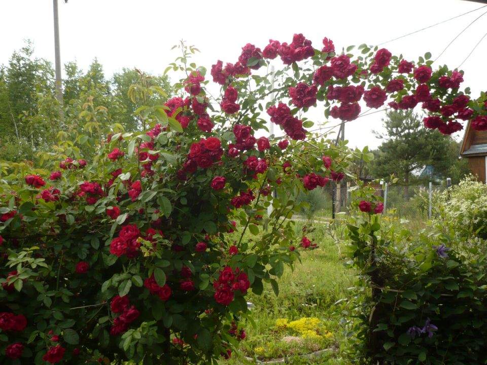 ������ ������� ������: �������� ������� ������������