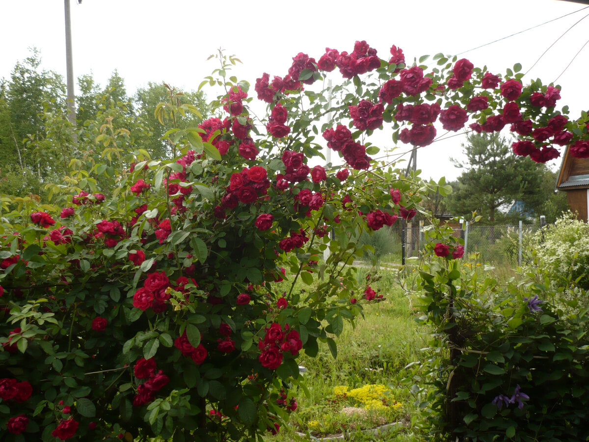 Летний прогноз погоды: народные приметы подсказывают