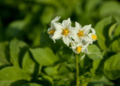 Как спасти картофель от мороза: советы садоводам