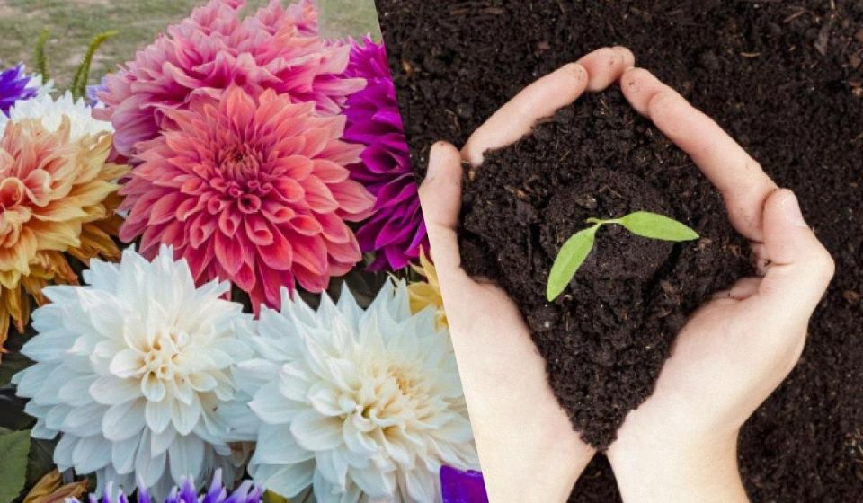 �������� ��������: ������ ����� ��� ������� � �����-������