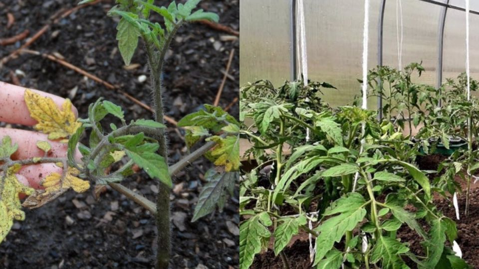 ��� ������� ����������� ������ � ������� �� ��� ���: �������� ������ � ��������� ������