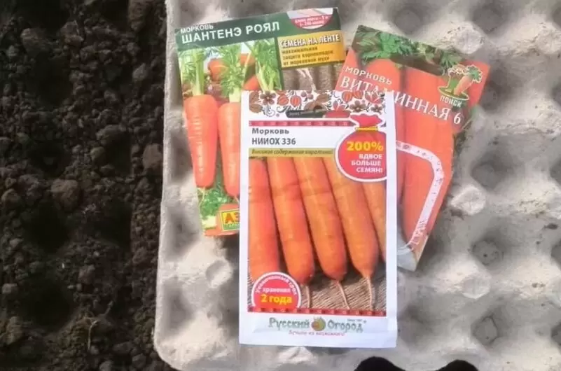 Когда пора сажать морковь и свеклу под зиму: секреты успешного посева