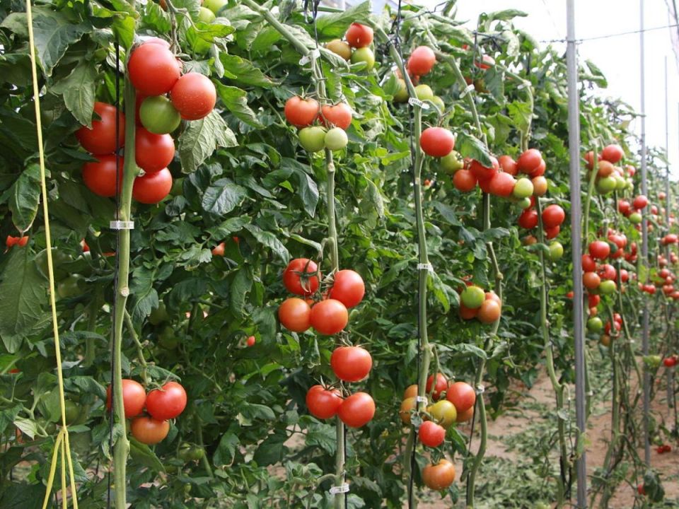 ���� � �� ������ ���� ��� ��������: ����� �������� ��� �������