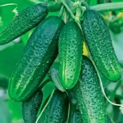 Огурец Затейник: пчелоопыляемый гибрид с непревзойденным вкусом и высокой урожайностью