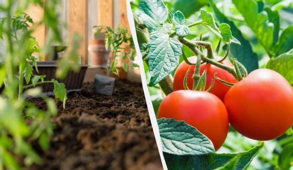 ����� ������� ������ �� �������: ������������ ��� ���������