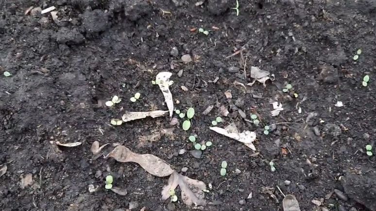 ��� ��������� ����� ���� �������� �������� ������� � ��������