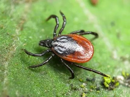 ����� �� ����: ��� �������� ������� �� �������� ������