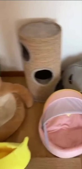 Все-таки столько лежанок можно было не покупать