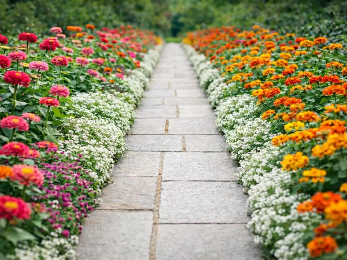 Настурция: секрет непревзойдённой красоты ваших садовых дорожек