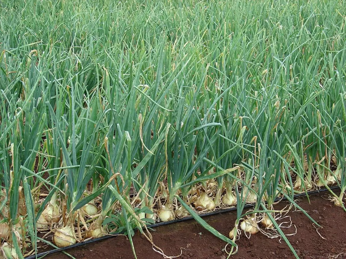 Соль как секрет успешного урожая лука