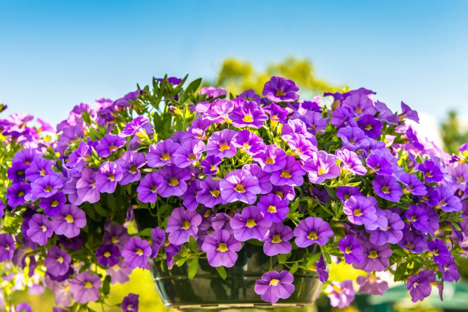 ��� ������� ������ ����� ��� ������ � �������� �����