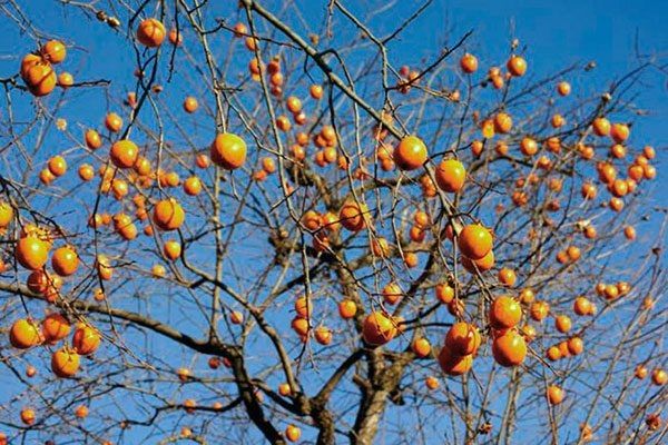 ���������� ����� �����: ������� ��������� ����������� ������ ������