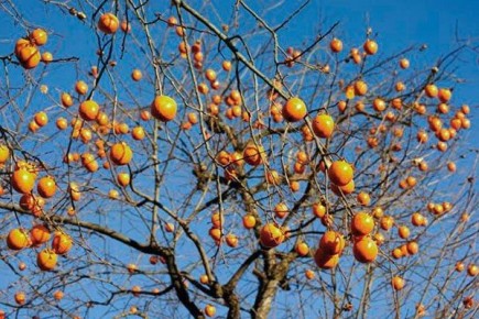 Уникальная хурма Шарон: секреты успешного выращивания сочных плодов