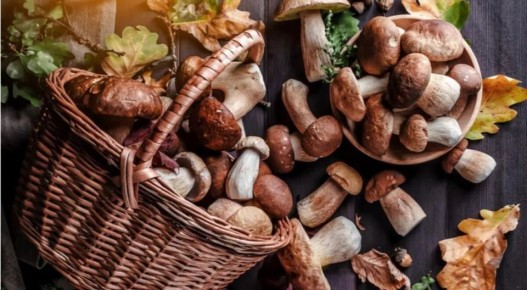 Грибы из наших лесов: источники молодости и долголетия