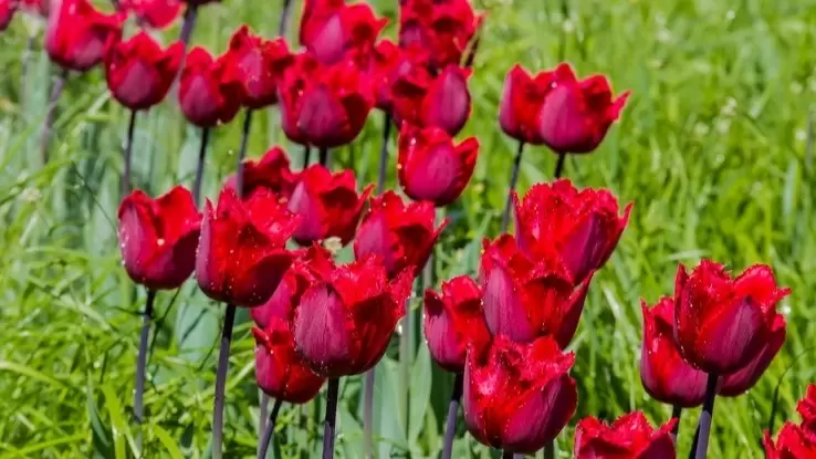 Секреты успешной осенней посадки тюльпанов: чего избежать, чтобы не потерять урожай