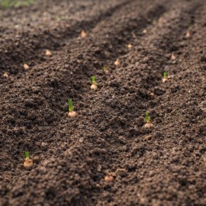 Почему лук-севок не растет: узнаем шесть скрытых причин