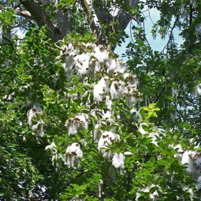 ��� ������, ������� ����� �������� ��� ���