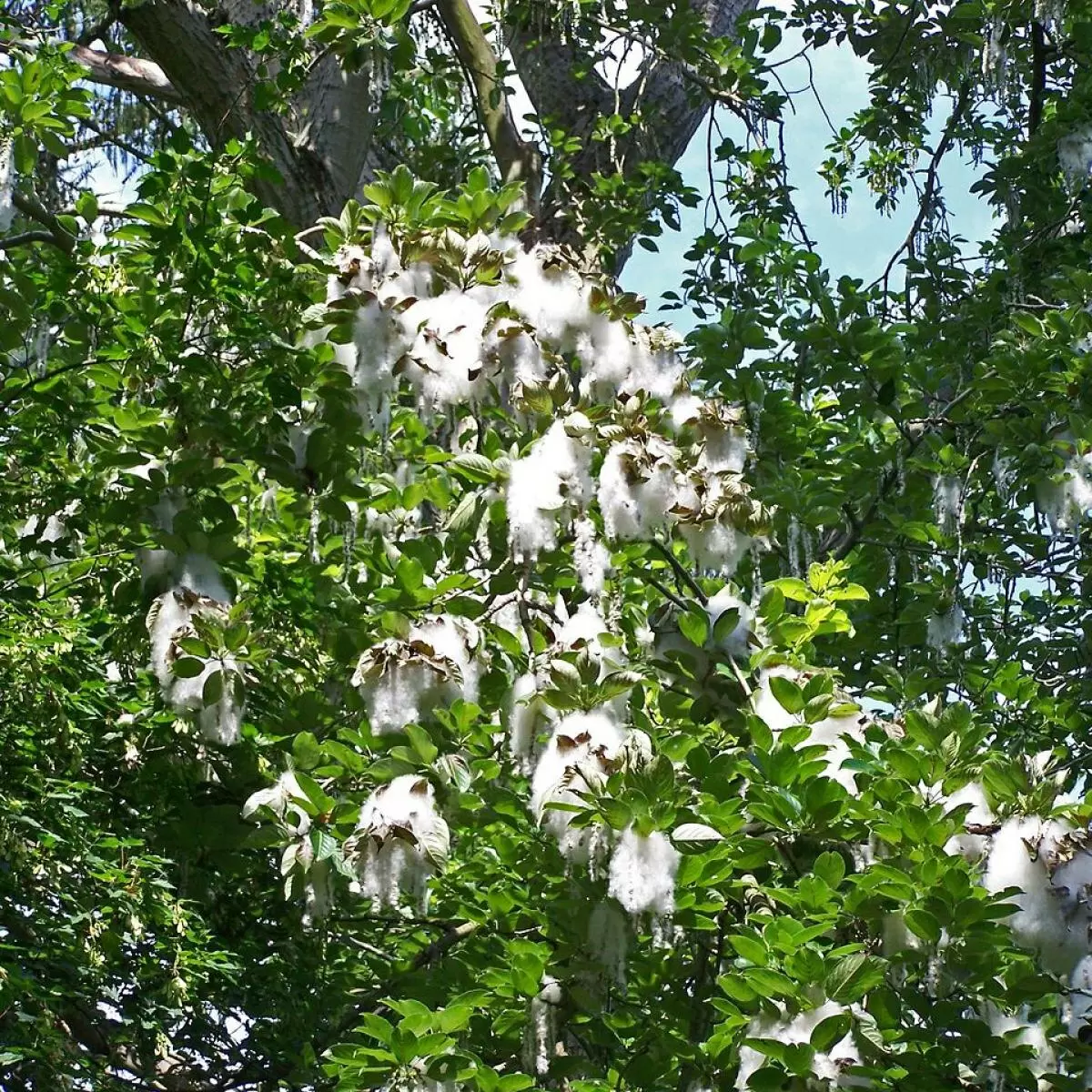 Три дерева, которые могут погубить ваш сад