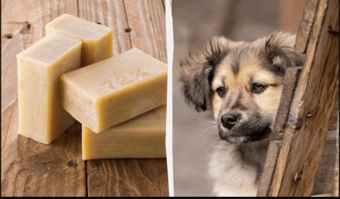 ���� � ������������� ����: ������ ������� ������� ��� �����