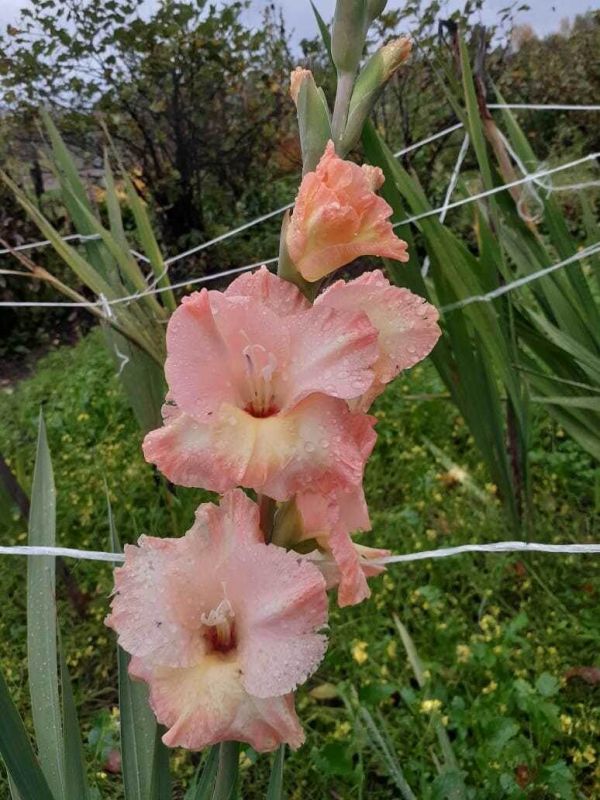 ���������� � �����������: ��� ��������� ������ �������� ���� ��� ��������