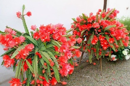 Эпифиллум: экзотический кактус, который украсит любой дом