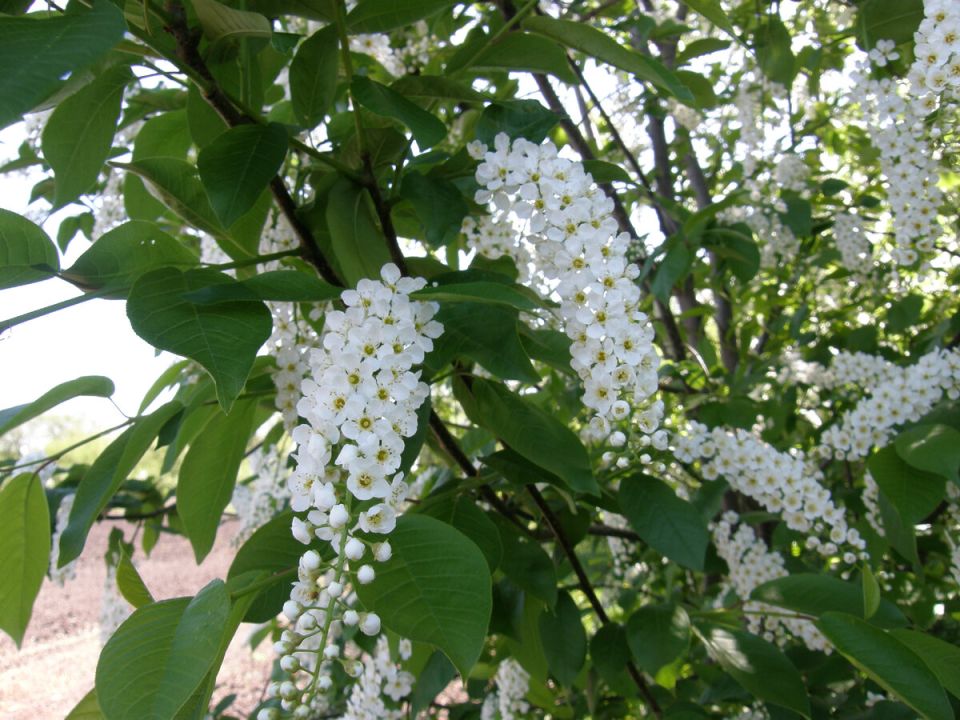 ���������� ��������: ��������� � ����� ��������