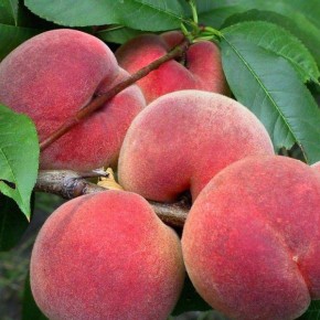 ������ ���������: ��������� ����� ��� ��������� �������