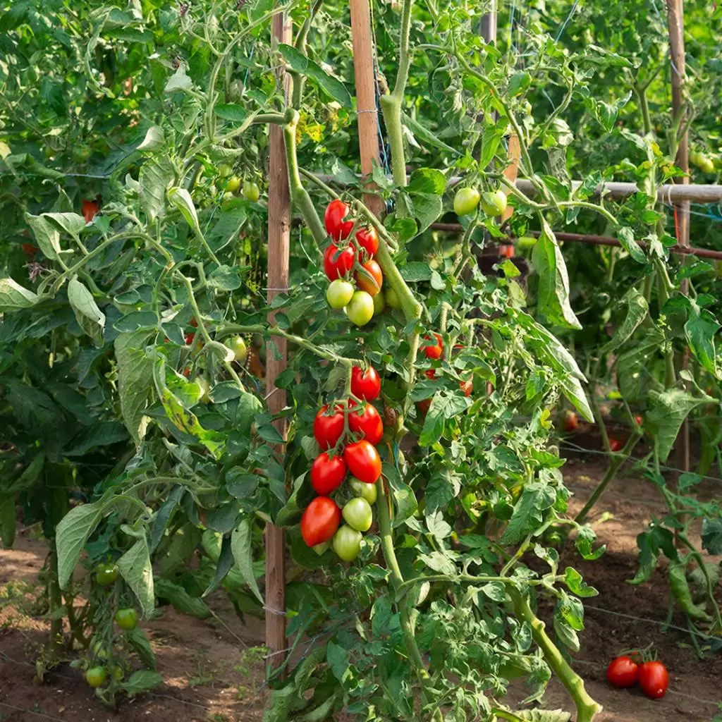 Томаты для открытого грунта: сорта, которые удивят урожаем