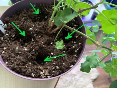 ����������� ������ ����� ������: ���������� ������� � ������ ������