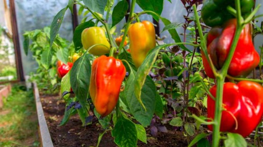 ��������� ����������� �����: ��� ����� �� ���� �������������� ����������?