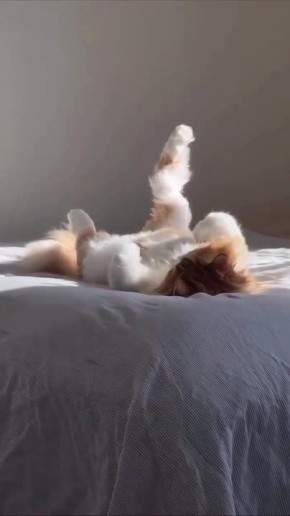 Загорает лапку. Доброе утро Тула ТСН24 | Прислать Новость | Мы в МАХ