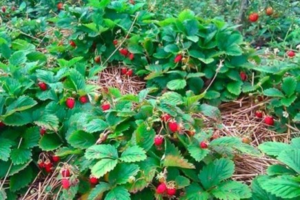 ��������� ��� ����: ��������� ������� ��� ������������ ����