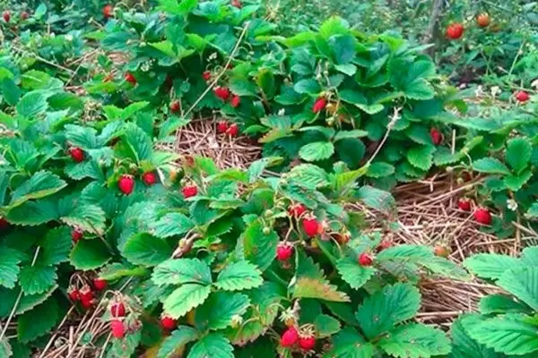 Земляника без усов: идеальное решение для современного сада