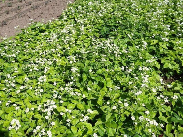 ����������� ������� ����������� ���������: �� �������� �� ���������