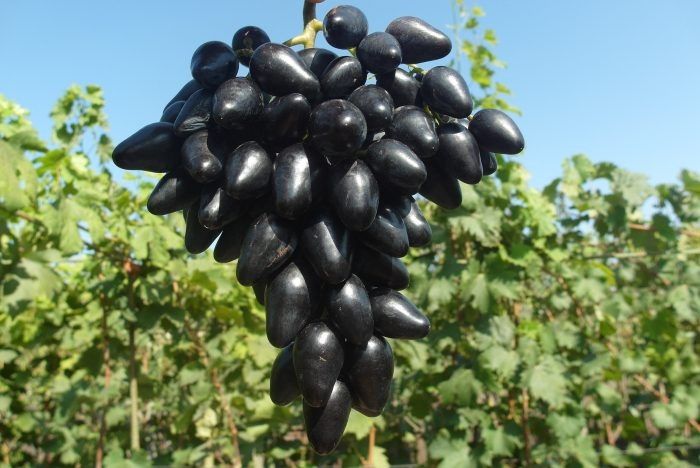 �������� ������ ������: ����� ��������� ��� ���������