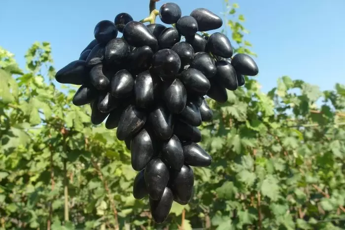 Виноград Черный клювик: новые горизонты для садоводов