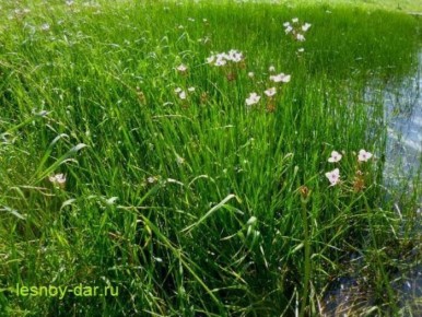 ����� ���������: ���������� ������ ��������� � ��� ���������� �����������