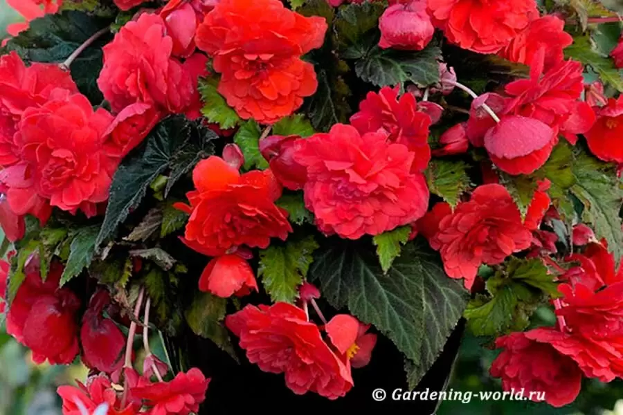 Выращивание бегоний из семян: 12 секретов для красивых цветов