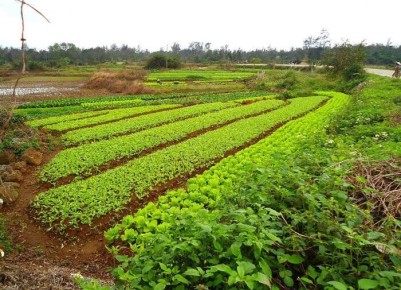 Подготовка огорода в мае: ключевые задачи для садоводов