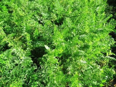 ��� ��������� ���������� ����� ����� ������� ��� ������������ ��������