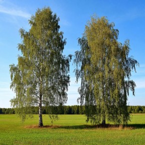 Что выбрать для дачи: плакучую или прямоствольную березу?
