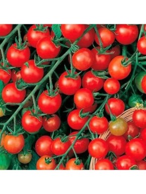 �����, ������� �������� ������: ����������� � ������� �������