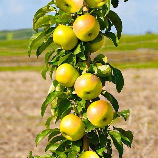 ������� �������: ��������� ����� ��� ����������� ���� � ������� ��������